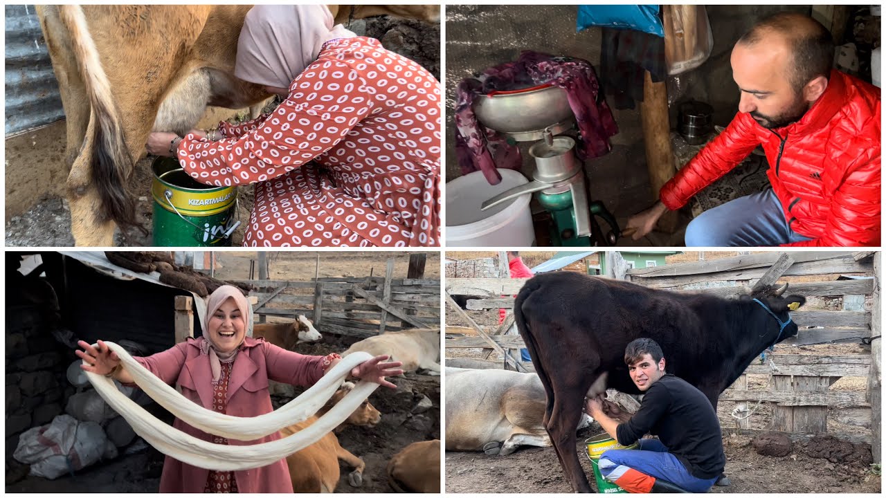 ÖĞRETMEN AMA HAYVANCILIK YAPIYOR | İLK KEZ İNEK SAĞDIM VE PEYNİR YAPTIM | YAYLA GÜNLÜĞÜ | TAZE SÜT