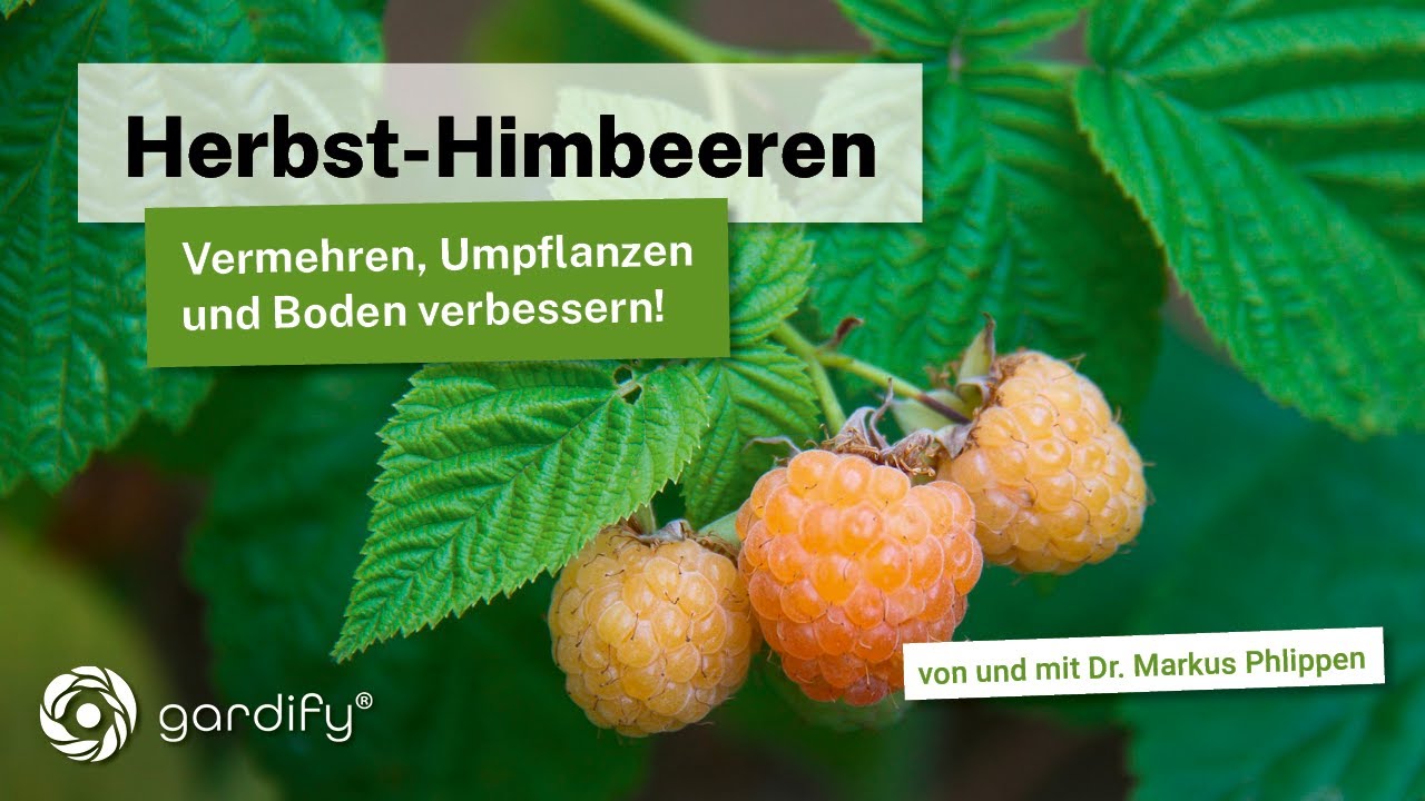 HerbstHimbeeren vermehren und umpflanzen. Hierbei gleichzeitig den