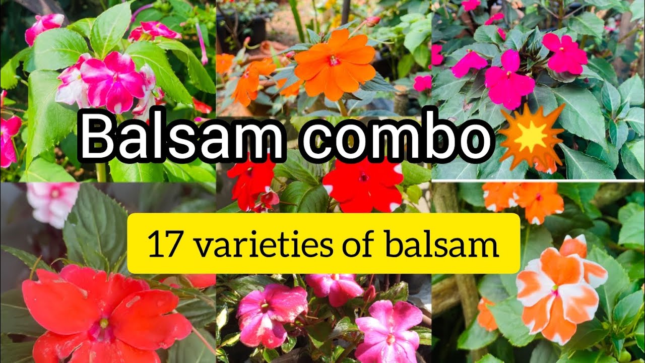 17 varieties of balsam combo for sale💥🔥|
