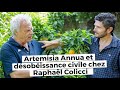 Artemisia Annua et désobéissance civile chez Raphaël Colicci