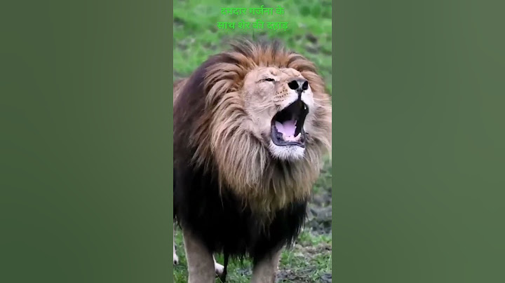 दमदार गर्जना के साथ शेर की दहाड़ damadaar garjana ke saath sher kee dahaad #Lion's #roar @AjayMars