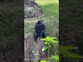 Mewing monke  monkey mewing viral edit subscribe like srtkqdee