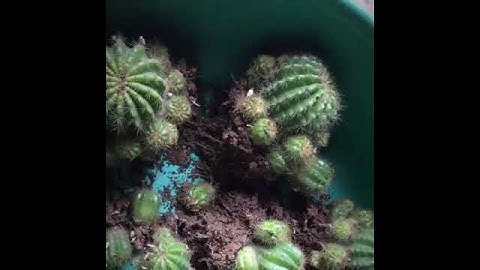 Thay chậu cho xương rồng