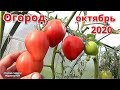 Огород в октябре 2020. Томаты, тыквы, земляника.