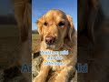 Wcc shorts wccsrossi in a mood furtheloveofveterans youtubeshorts dogs servicedogs