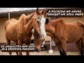 A TRAGIC LOVE STORY OF NEGLECT & ABUSE | Tenerife Horse Rescue