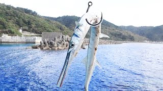 ダツを海に落としてみた