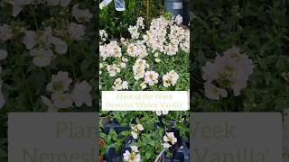 My Plant of the Week - Nemesia 'Wisley Vanilla'