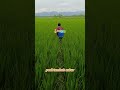 Obat Hama Burung Pemakan Padi #pupuktopfarm #topfarm #shortvideo #shortvideo #obatburungpadi