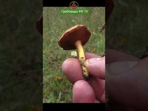 Заменитель перца и паразит Красного мухомора!  Перечный гриб - Chalciporus piperatus.