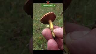 Заменитель перца и паразит Красного мухомора!  Перечный гриб - Chalciporus piperatus.