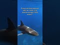 #shorts my favorite moment underwater - diving with sharks in the Bahamas