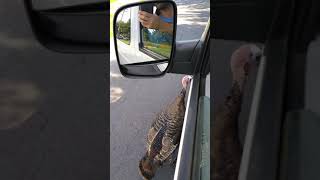 Wild Turkey Attacking Car Doylestown PA