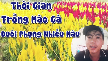 thời gian trồng hoa mào gà đuôi phụng nhiều màu