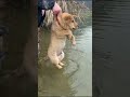 Can you still be a good swimmer 🥰🐕🙇🏻♀️ #dogs #funny #pets #animals #pet #reels #dog #swimming