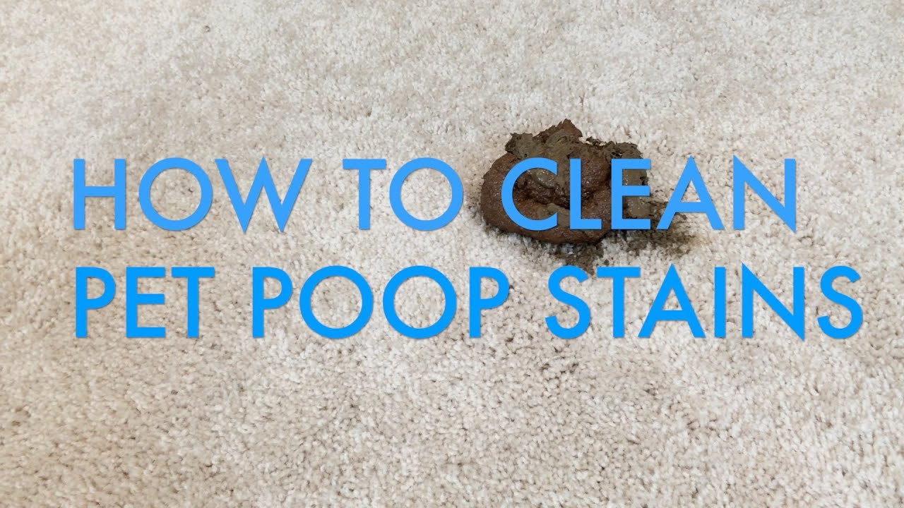 How to Clean Pet Poop Stains from Carpet  Life is Clean
