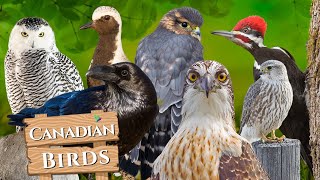10 Unusual Birds of Canada🐦 Canadian Birds and their Sounds🎶