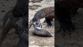 The moment the Komodo dragon tries to swallow the carcass of a large squid whole