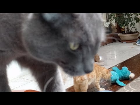 cats inn Kitten Close Up 2017-06-25