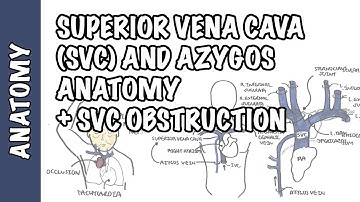 Superior vena cava and the azygos system clinical anatomy  - SVC obstruction (oncology emergency)