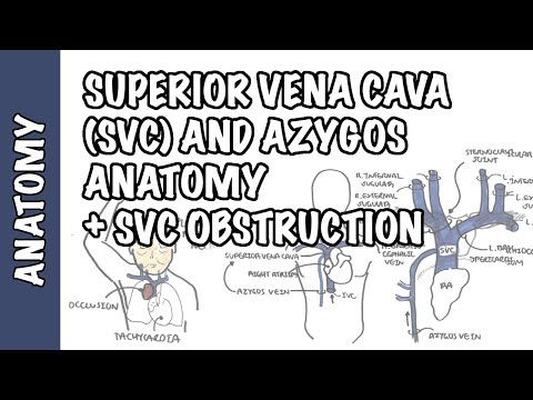 Video: Superior Vena Cava - Systém, Kompresní Syndrom