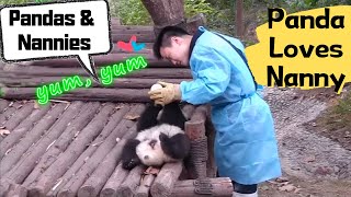 Panda Cubs' Life with Zookeepers | iPanda