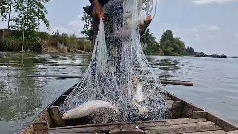 chài trúng cá cóc lớn và nhiều giữ lắm mọi người ơi