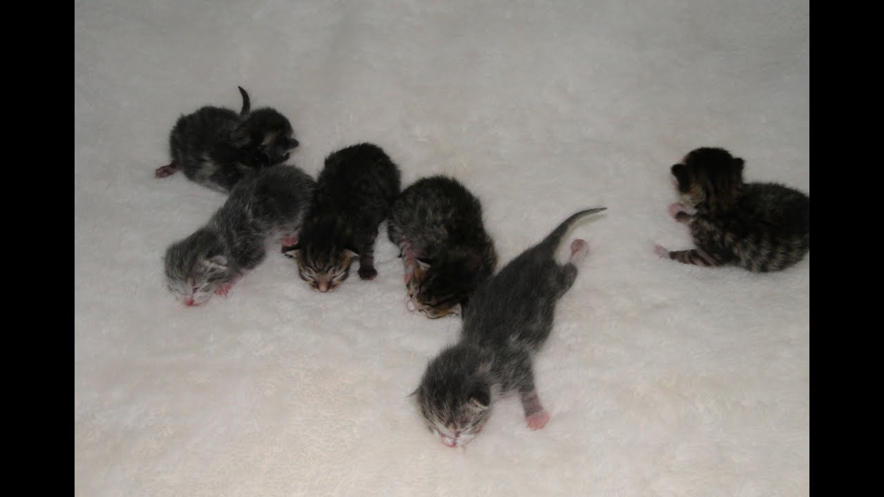 Какие котята рождаются у черной кошки. Новорожденные котята табби. Дворовые Новорожденные котята. Мертвые Новорожденные котята. Новорожденный котенок.