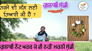 cotton Pink Bollworm early management 2023