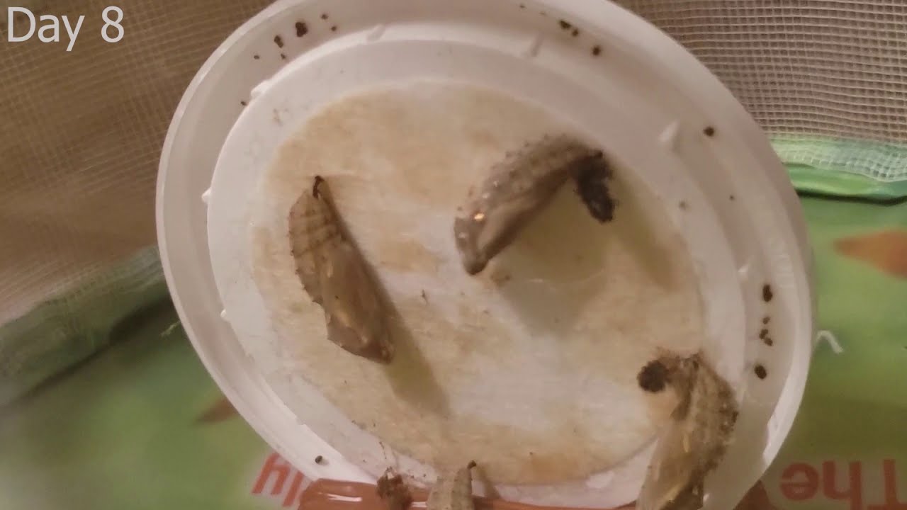 Butterfly Garden by Insect Lore - REVIEW