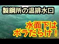 【水中動画】愛知県知多半島・中山製鋼所温排水に群がるボラ　2019年2月16日