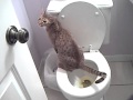 Gomez Ocicat - Potty-Trained Toilet Training Cat の動画、YouTube動画。