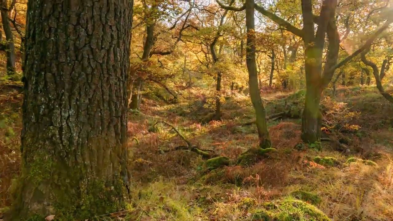 Ancient woodland seasonal timelapse