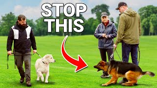 The Single FASTEST Way to Stop Your Dog's Aggression on Leash by Shannon Walker - The Pack Leader 2,750 views 1 month ago 7 minutes, 55 seconds