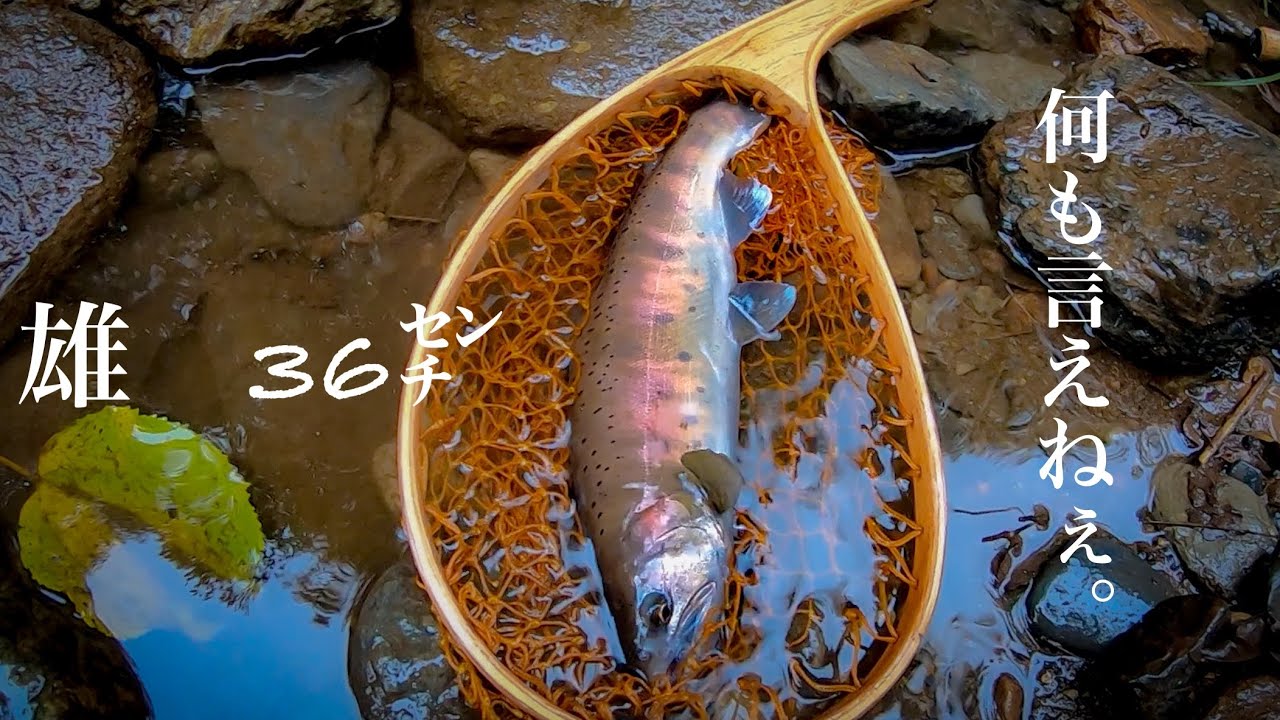 【岩手　渓流ルアー】秋ヤマメ修行に行ったらまるで別世界だった