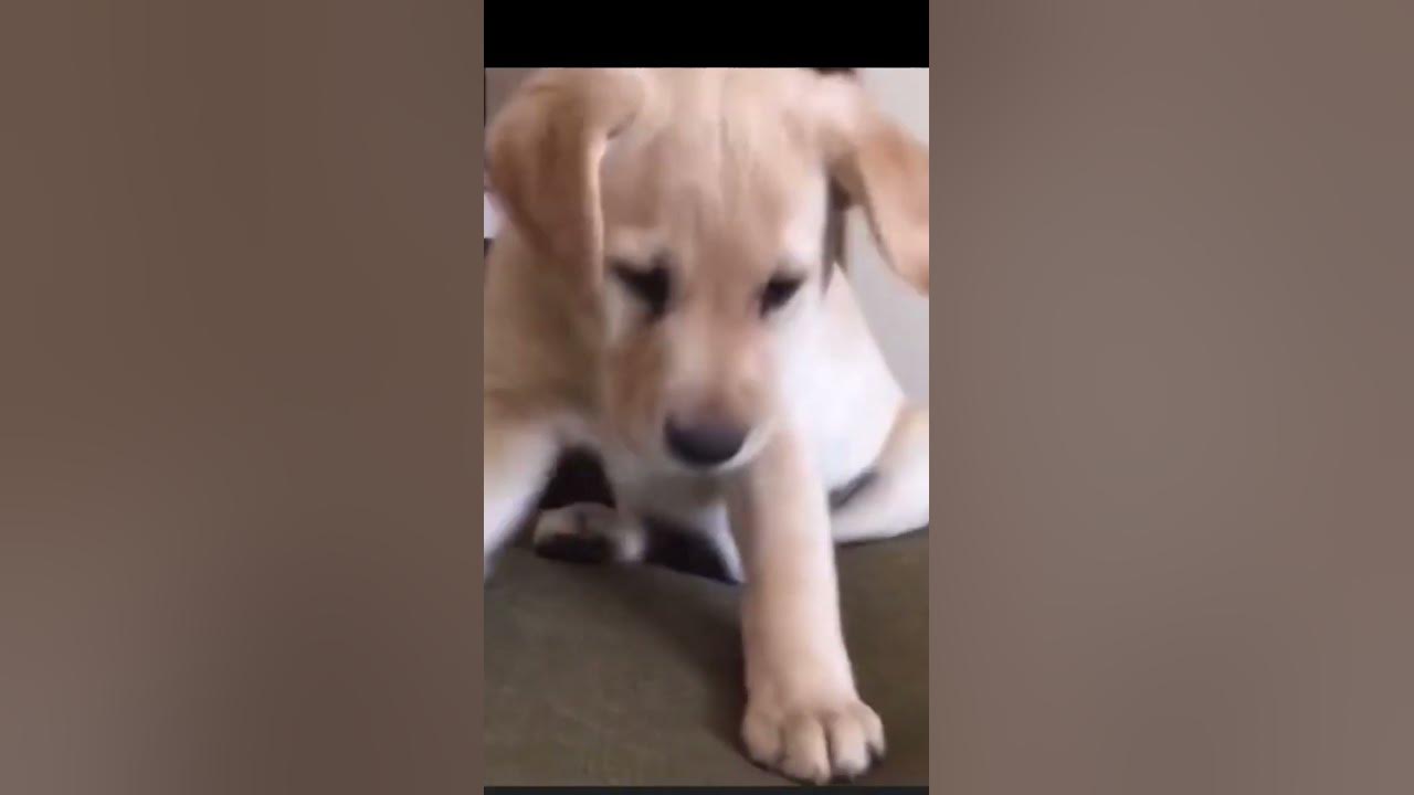 Cosa Significa Se Sogno Che Mi Cadono I Denti Cani che cadono: la compilation che vi farà piegare dalle risate! - YouTube