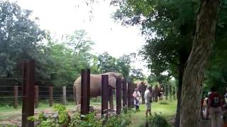 Elephants at the KC zoo