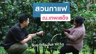 บุกสวนกาแฟ ณ เทพเสด็จ เชียงใหม่ | Route to Root SS2