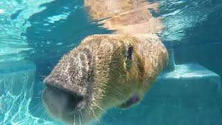 Pet Capybaras Swimming In The Pool