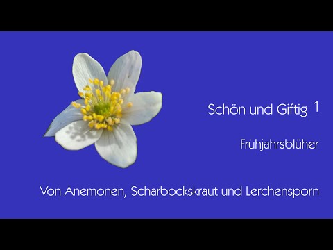 Video: Wann sollte ich meine Anemonen pflücken?