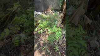 #kitchengarden #എന്റെ കിച്ചൺ vog#എന്റെ #familyvlog