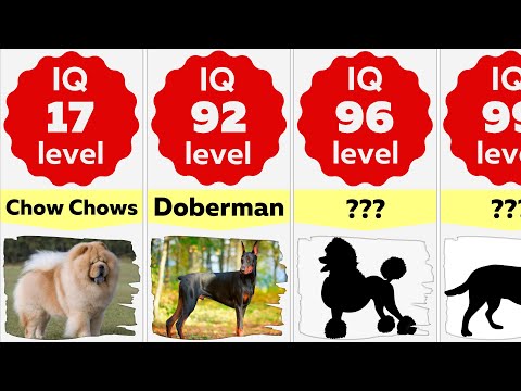 Comparison: Smartest Dog