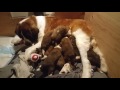 Hungry Saint Bernard pups