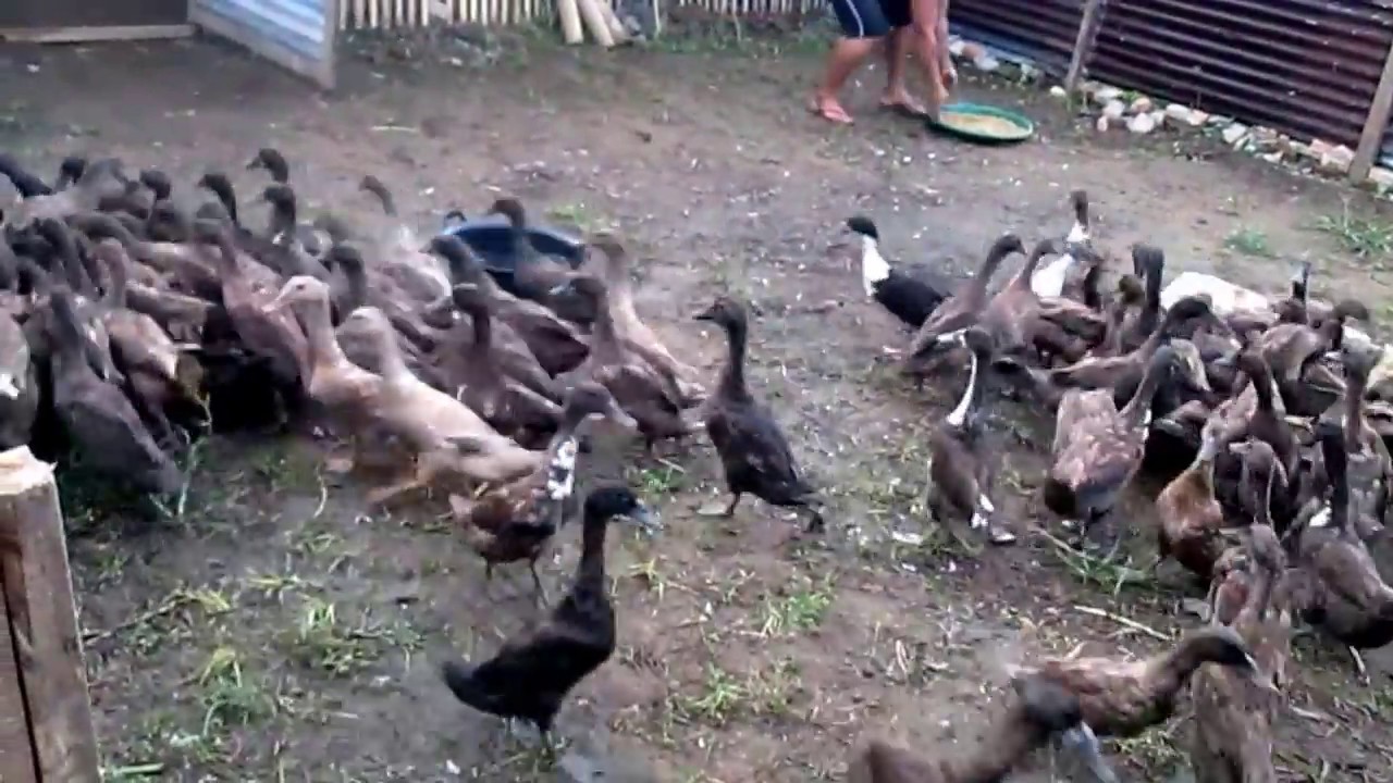 Ternak itik Wirausaha STPP Medan 