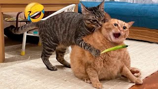 ❤ Funniest Cats and Dogs Videos  Best Funniest Animals Video 2024 #8