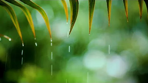 Relaxing Music Sleep Music with Rain Sound Piano Music for Sleep & Study | Night Therapy & Healing