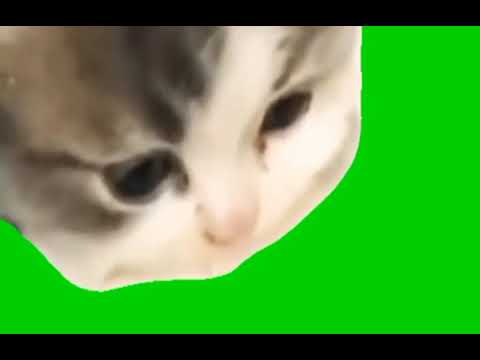 Happy Happy Happy Cat – Meme Template | Green Screen