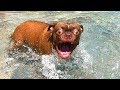 🤣 Funniest  😻 Cats and 🐶 Dogs - Awesome Funny Pet Videos 😇