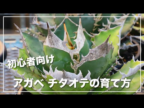 A thorough explanation of how to grow agave, from the basics