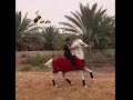 مثابر العز ركوب الخيل العربي